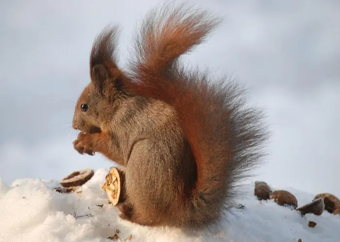 Harmonie I In Burg Burg Kauper