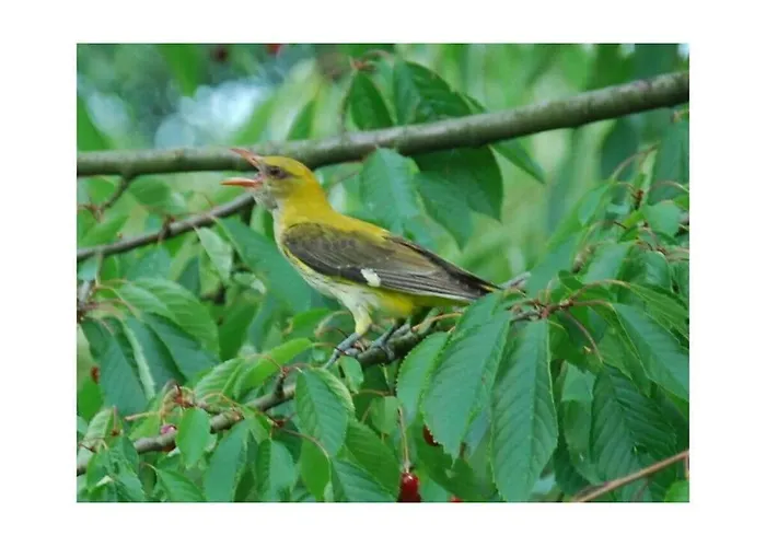 Harmonie I In Burg Semesterbostad *